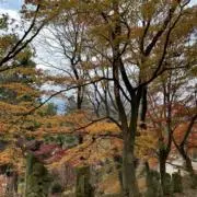 たたたの画像