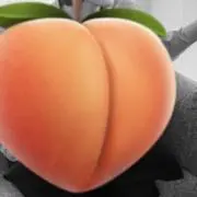 rocoの画像