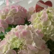 ☆あゆも☆の画像