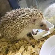 まーちゃdad