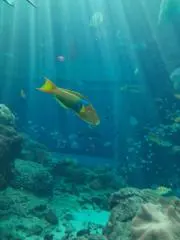 ぽんゆあの画像