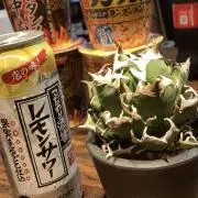 檸檬猫