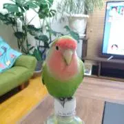 らんまるの画像