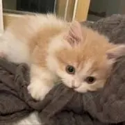 たるの画像
