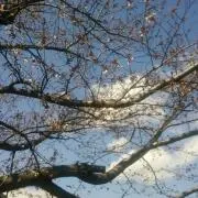 タンポポの画像