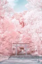 桜花