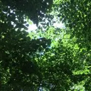ユーマ