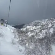 しょうの画像