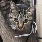 YAの画像
