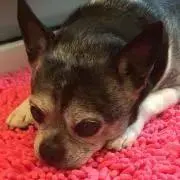パピコ