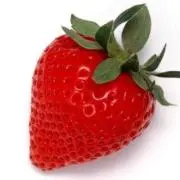 らっこ