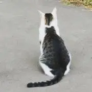 サユの画像