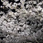ao♡papa.mamaの画像