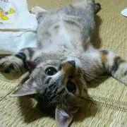 にぃーくろ