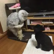 りかねねの画像