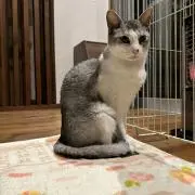 つきみつの画像