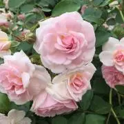 ムーの画像