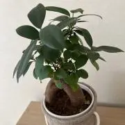 ru.rikoの画像