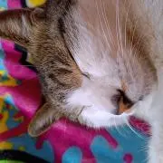 Nyajiroฅ(ΦωΦ)ฅ♥