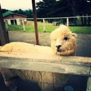ももの画像