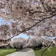 桜(*^^*) 4世代 断捨離中です！の画像