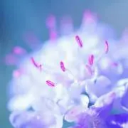 ❁シュークリーム❁の画像