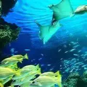 こちゃの画像