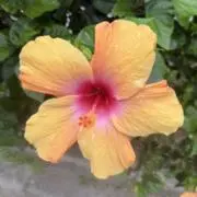 manilaの画像