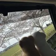 オコジョの画像