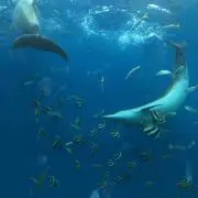 かえるんの画像