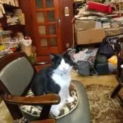 tenten☆himecat☆彡の画像