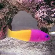♡MIMIの画像