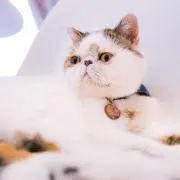 リンダリンダ