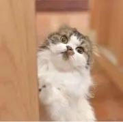 みれこの画像