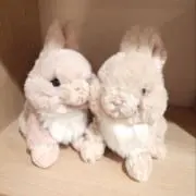 おこめの画像