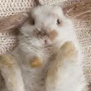 みみこ