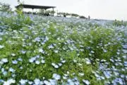 Ｆｌｏｗｅｒの画像