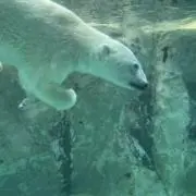 あかねんの画像