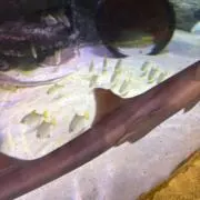 わやの画像