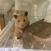 ねこばんの画像