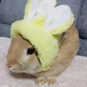 さとうこすも