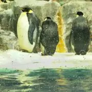 vegaの画像