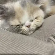 ぴよの画像