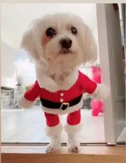 だっちょ