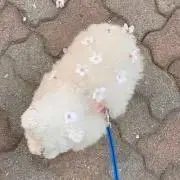 Rの画像