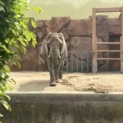 酢飯の画像