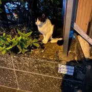 さく