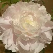 Dahlia⭐︎の画像