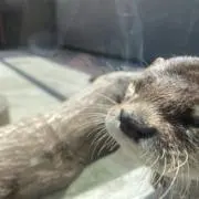 いちごだいふく　※プロフィール確認必須の画像