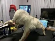 DOG島